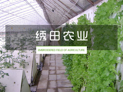 無(wú)土栽培設(shè)備價(jià)格 無(wú)土栽培 繡田農(nóng)業(yè)有口皆碑